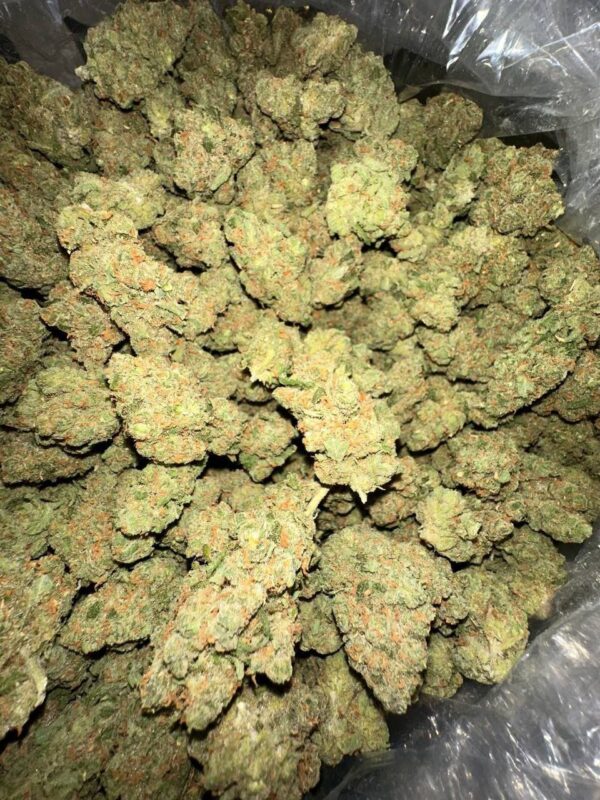 JACK 
KINGS GARDEN 
FIRE SATIVA NOSE 
FROSTY NUGS - Image 2