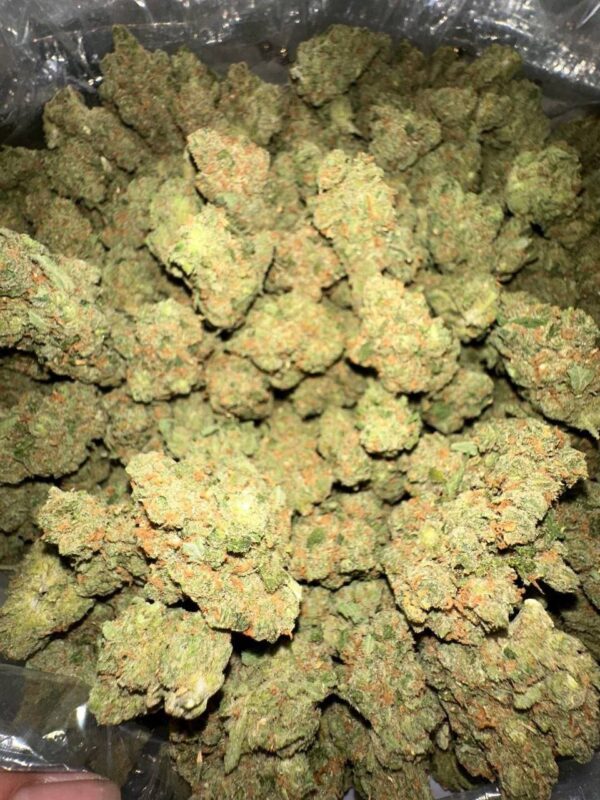JACK 
KINGS GARDEN 
FIRE SATIVA NOSE 
FROSTY NUGS