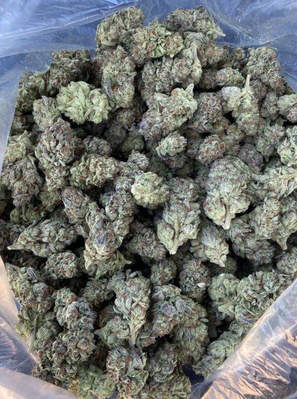 CRAZY CANDY 🍭
