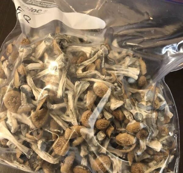 MUSHROOMS - Image 2