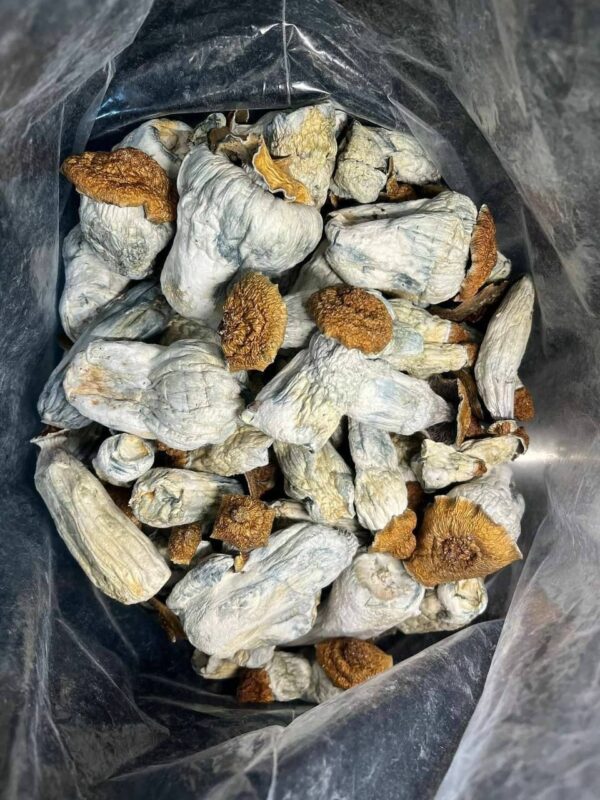 MUSHROOMS - Image 3