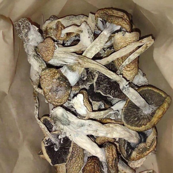 MUSHROOMS - Image 4